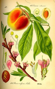 German Peach Botanical Illustration